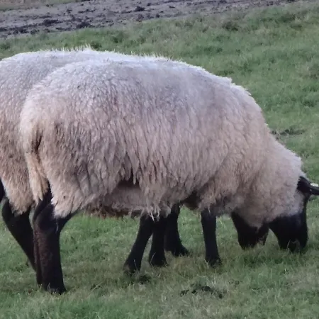 Haus Marie * Krummhörn